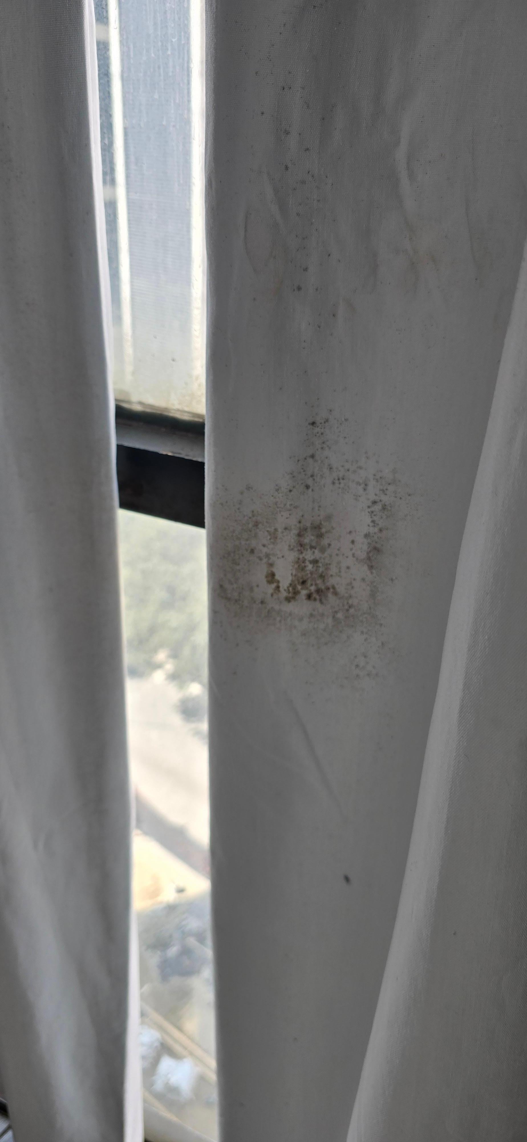 Mohoin the courtains