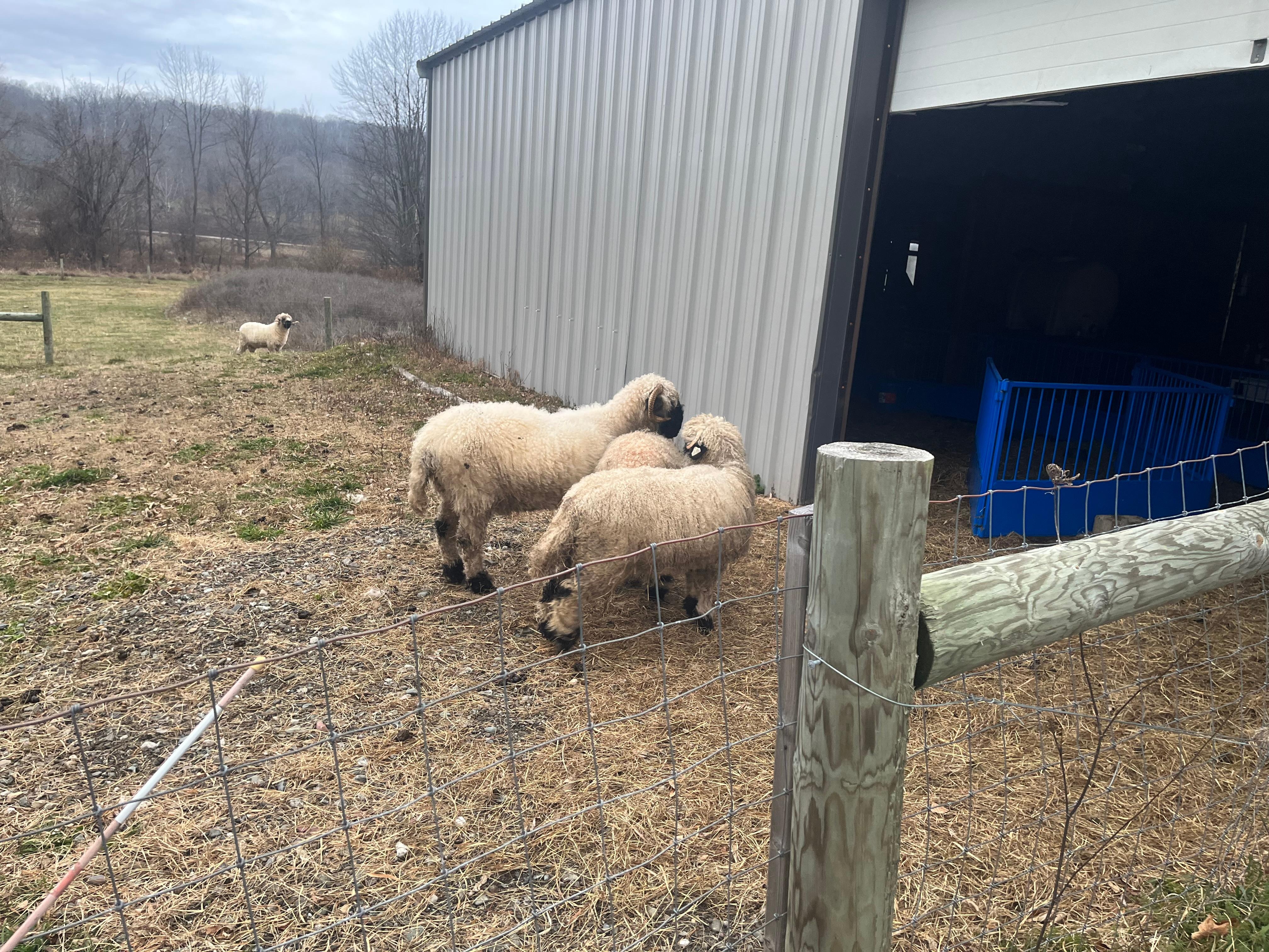 The Sheep we’re very entertaining