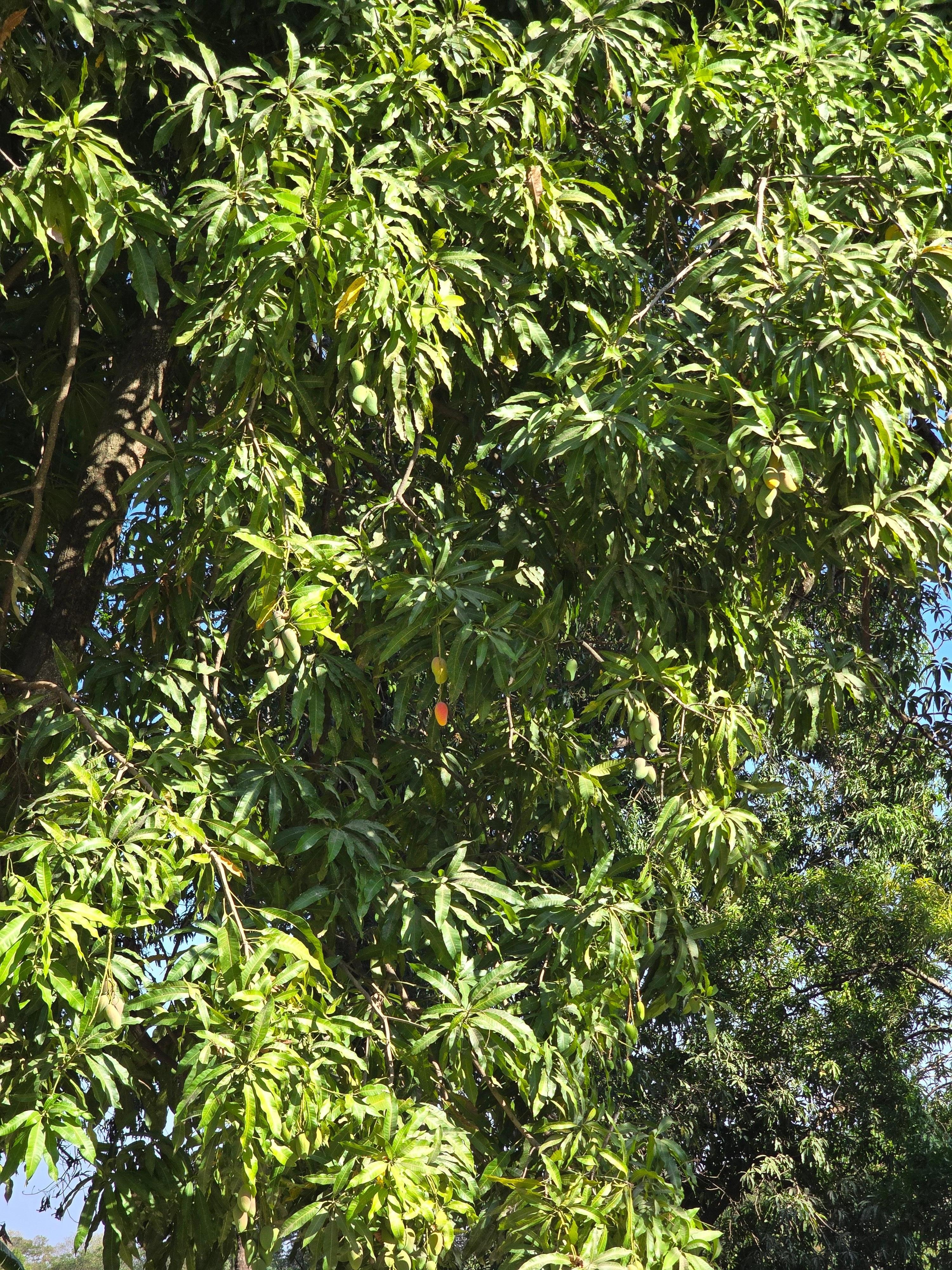 Mangoes everywhere. 🥰