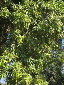 Mangoes everywhere. 🥰