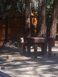Winston (one of the puppies) watching for squirrels