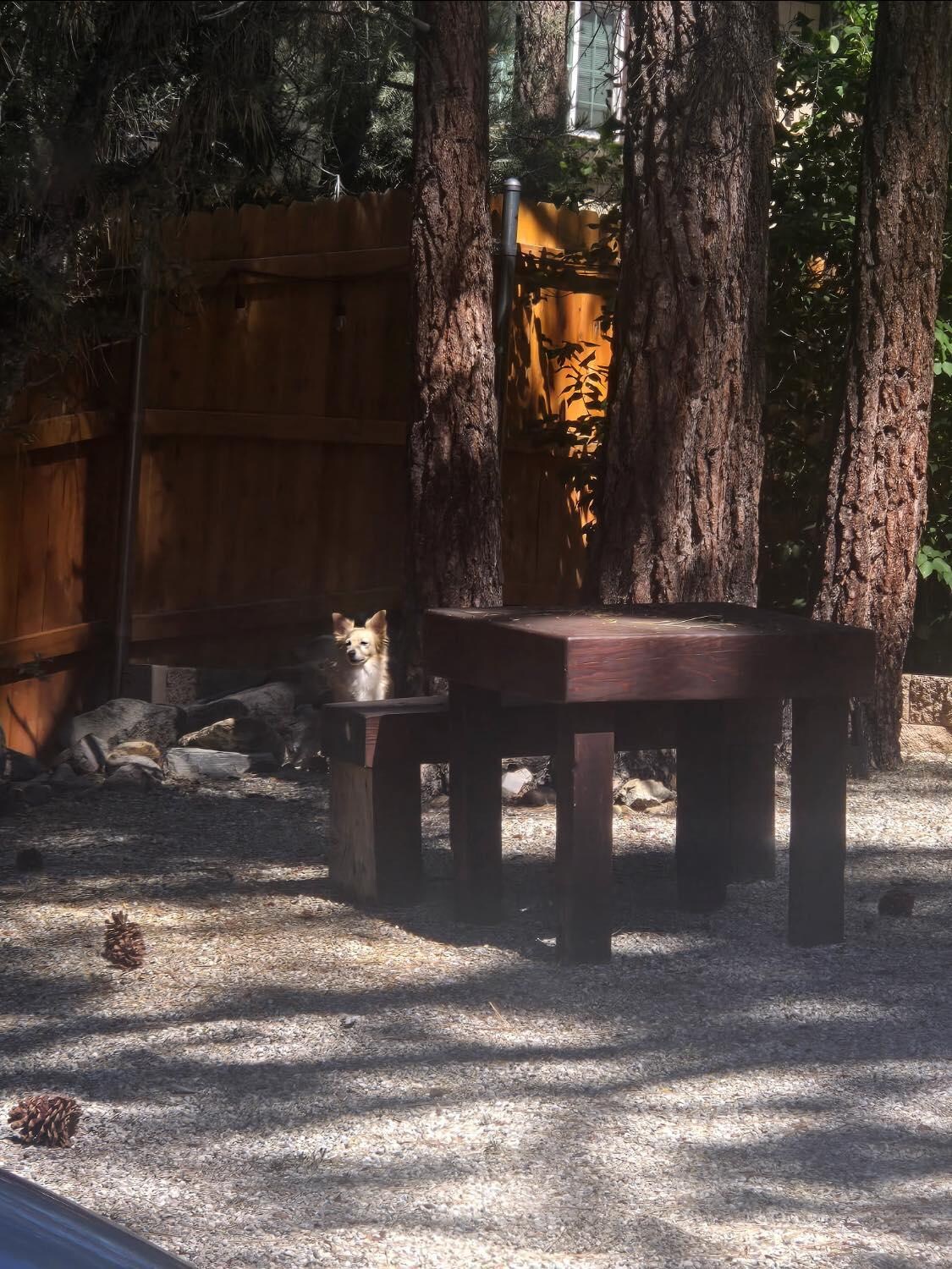 Winston (one of the puppies) watching for squirrels