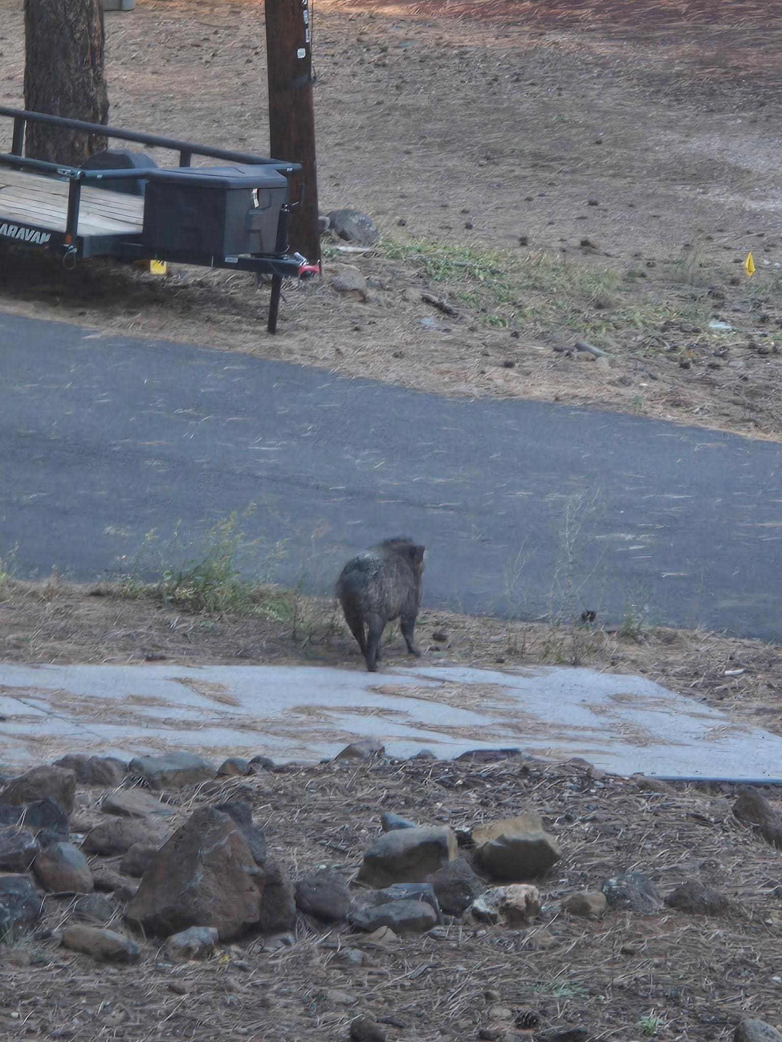 Javelinas