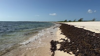 Sea grass and sea weed were prevalent this time of year, but still a wonderful beach!
