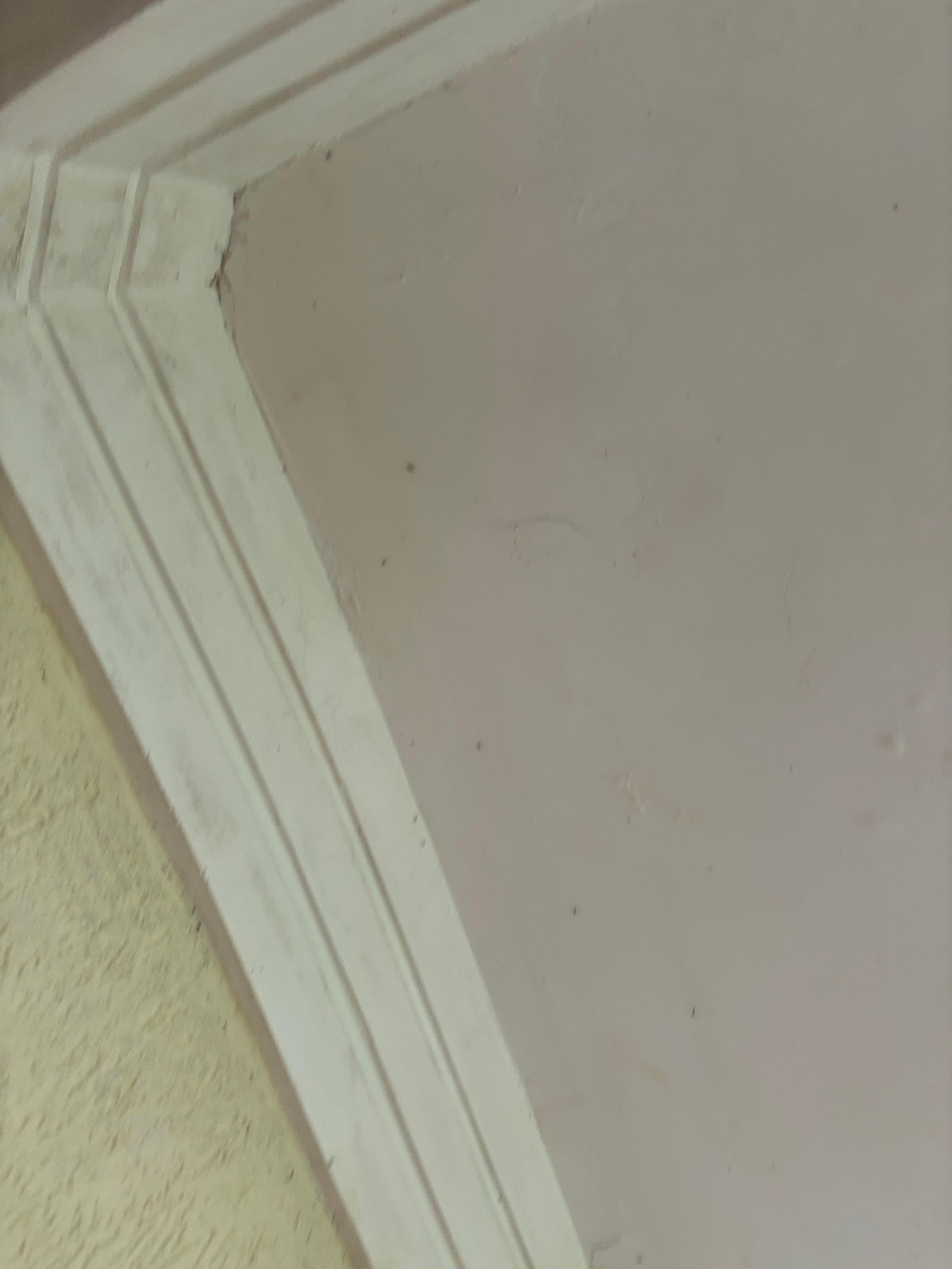 Aranhas instaladas no quarto