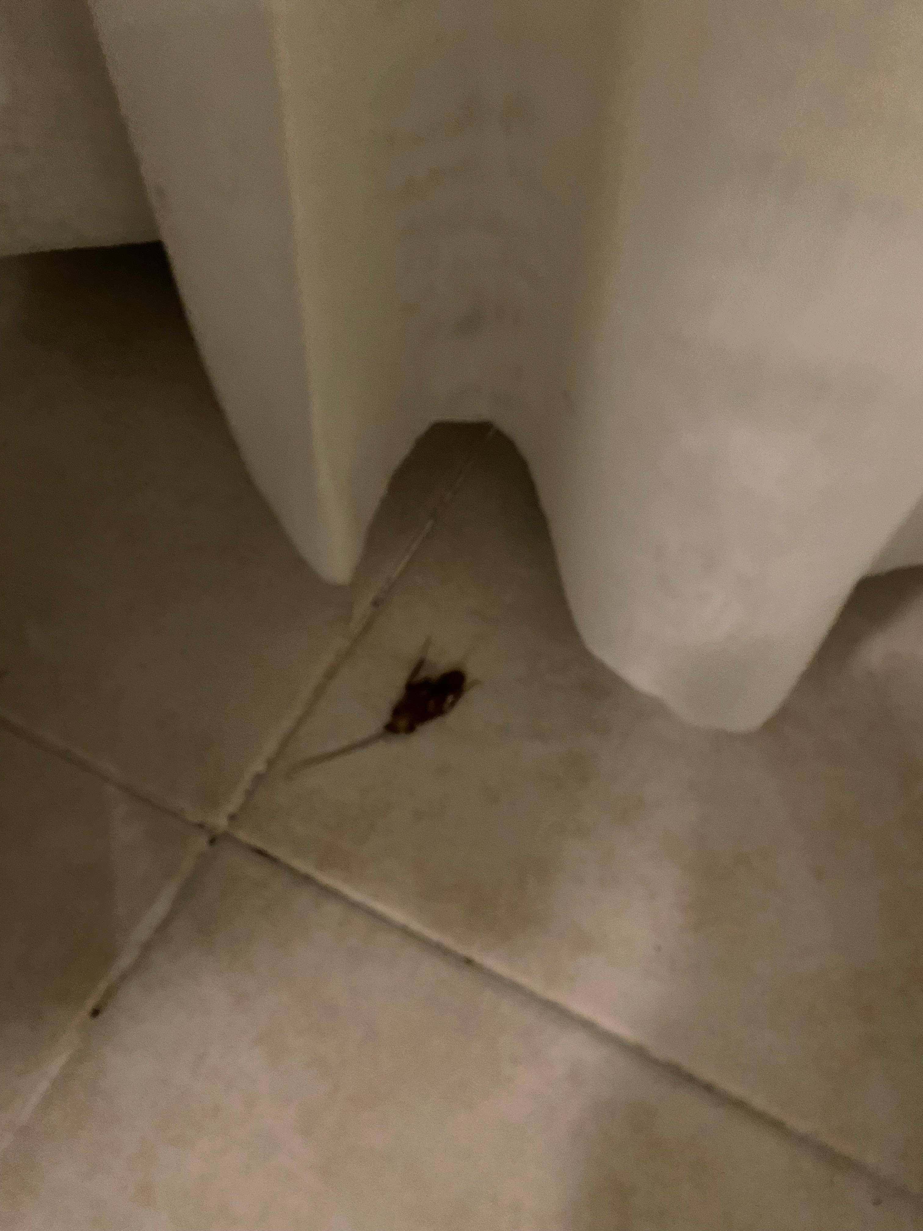 cockroaches inside our room