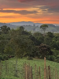 Visit the coffee farms 15-20 min away with breath taking views!!!