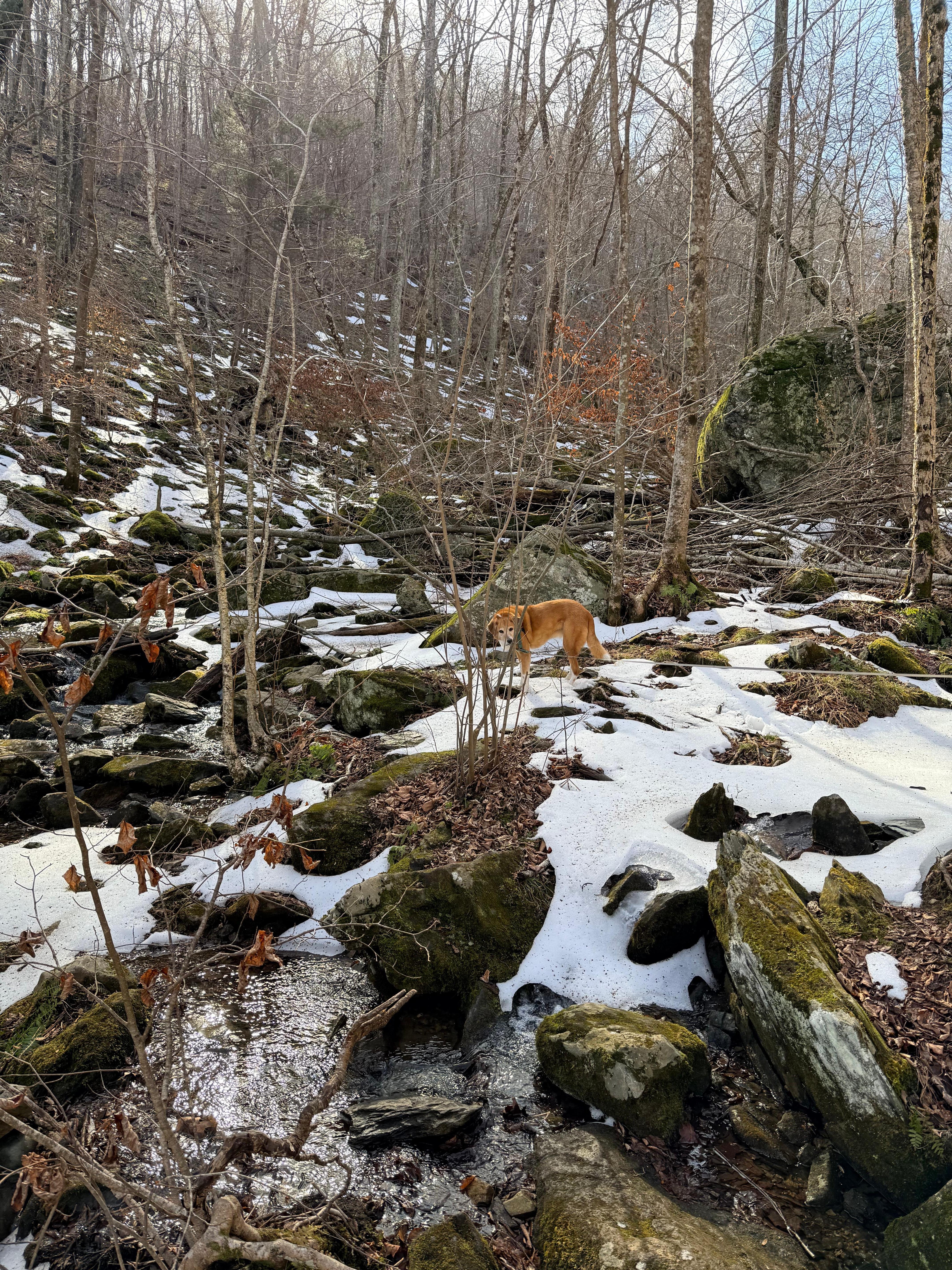 South River Falls Trail