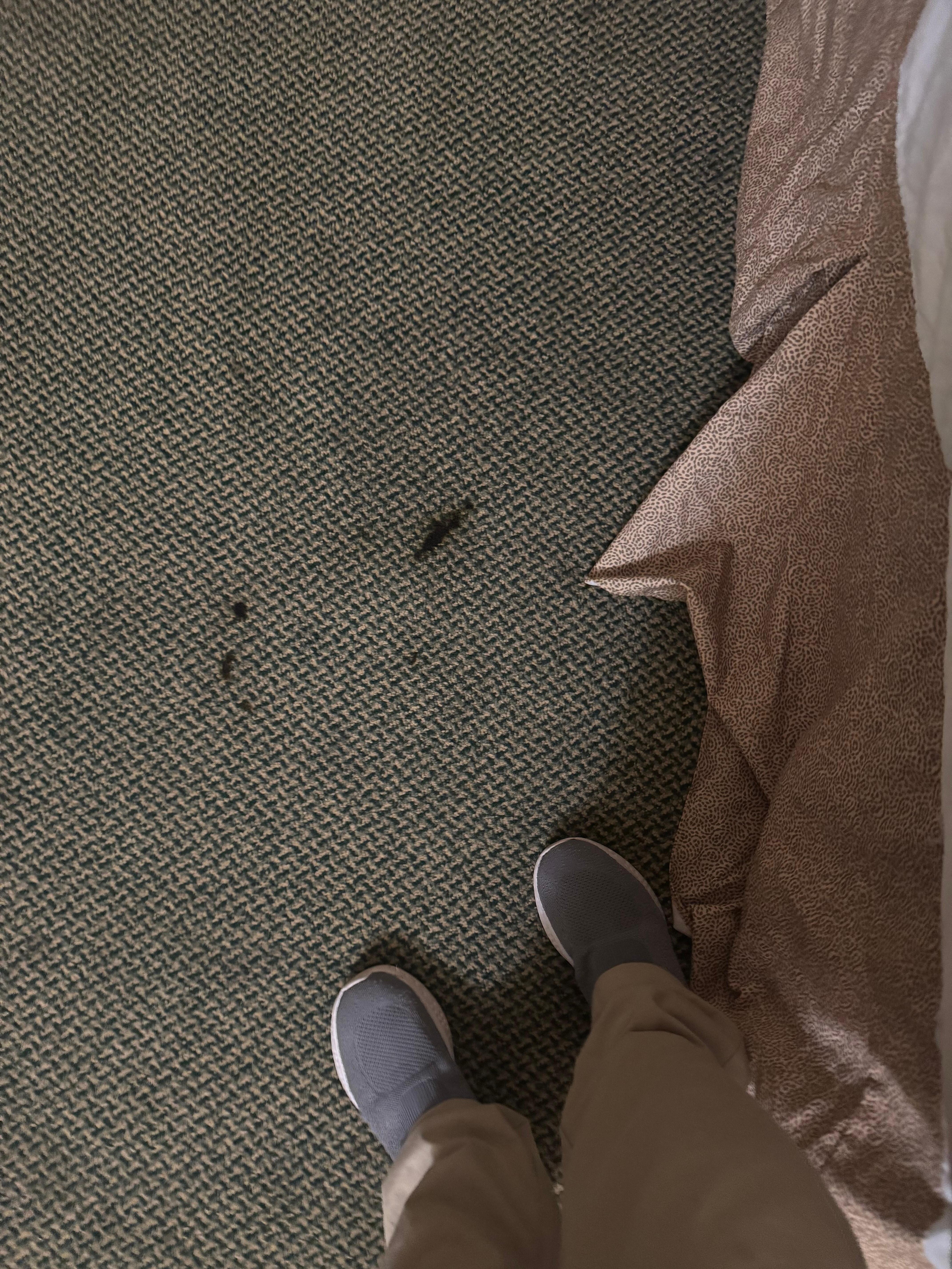 Looked like blood or something on carpet and curtains 