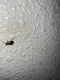 On of many uninvited cockroach guests