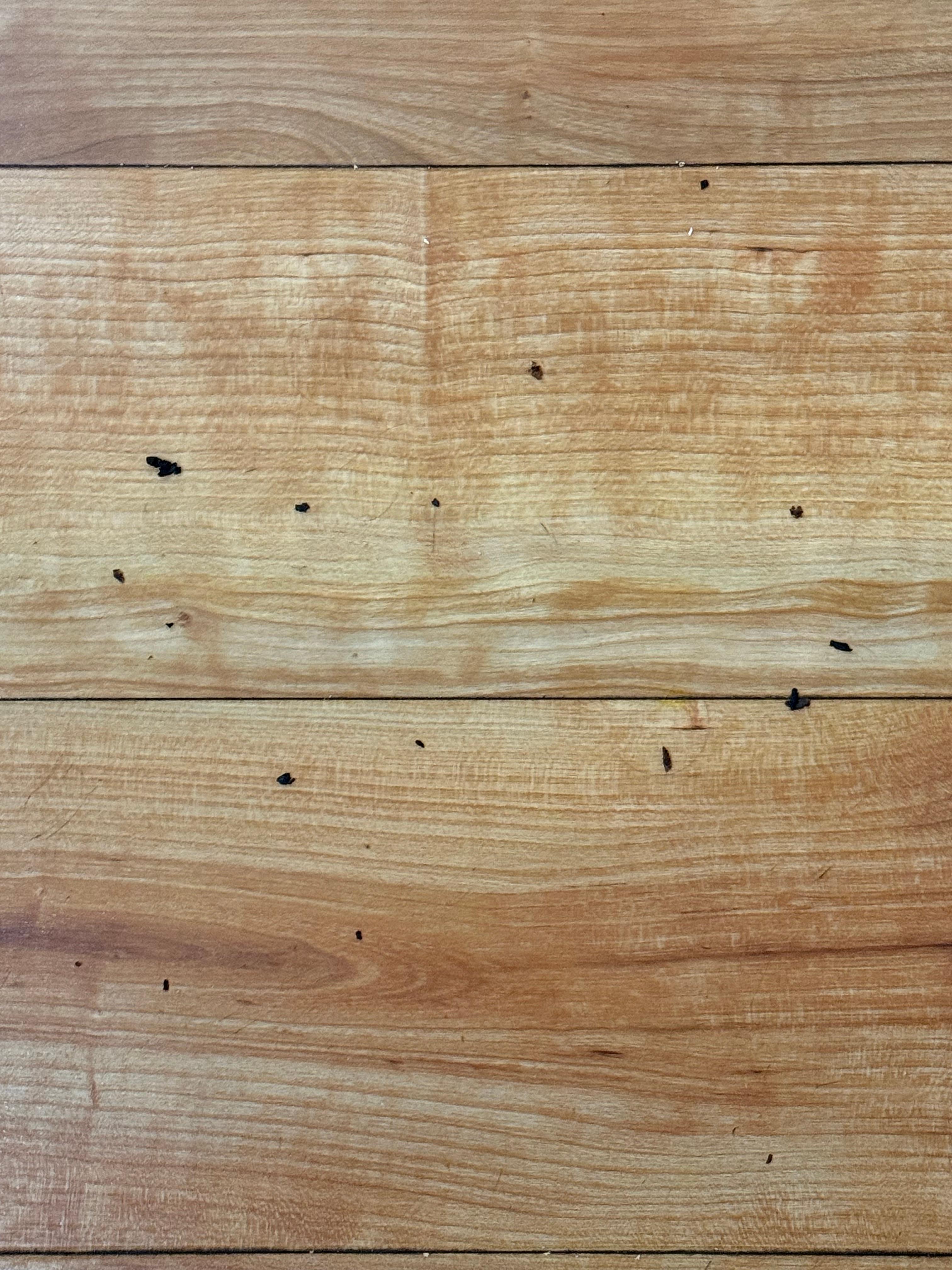 Bugs crawling on floor