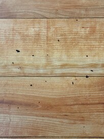 Bugs crawling on floor