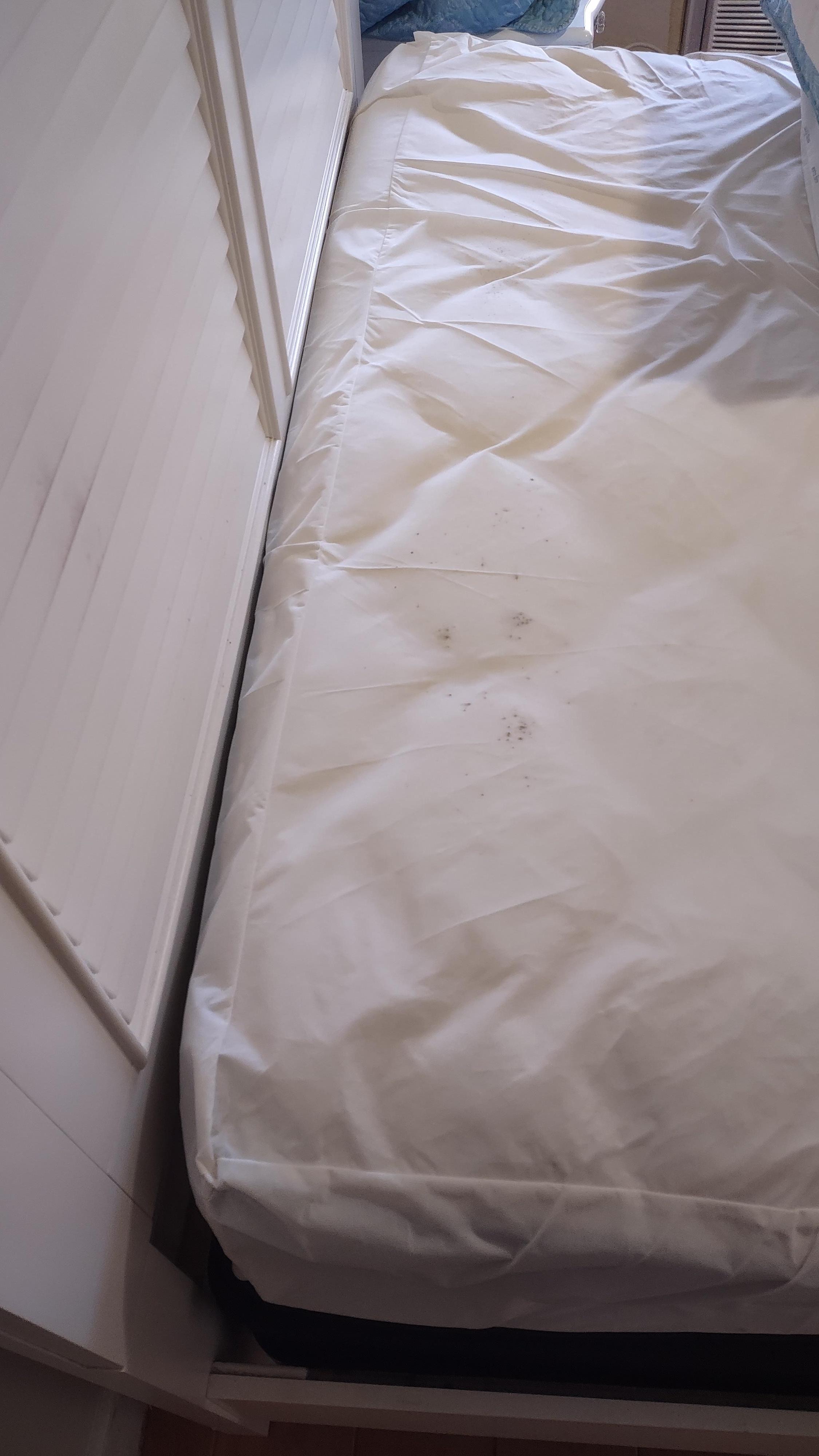 Mold under pillows