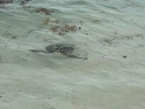 Sea turtles spotted near shore at the property!