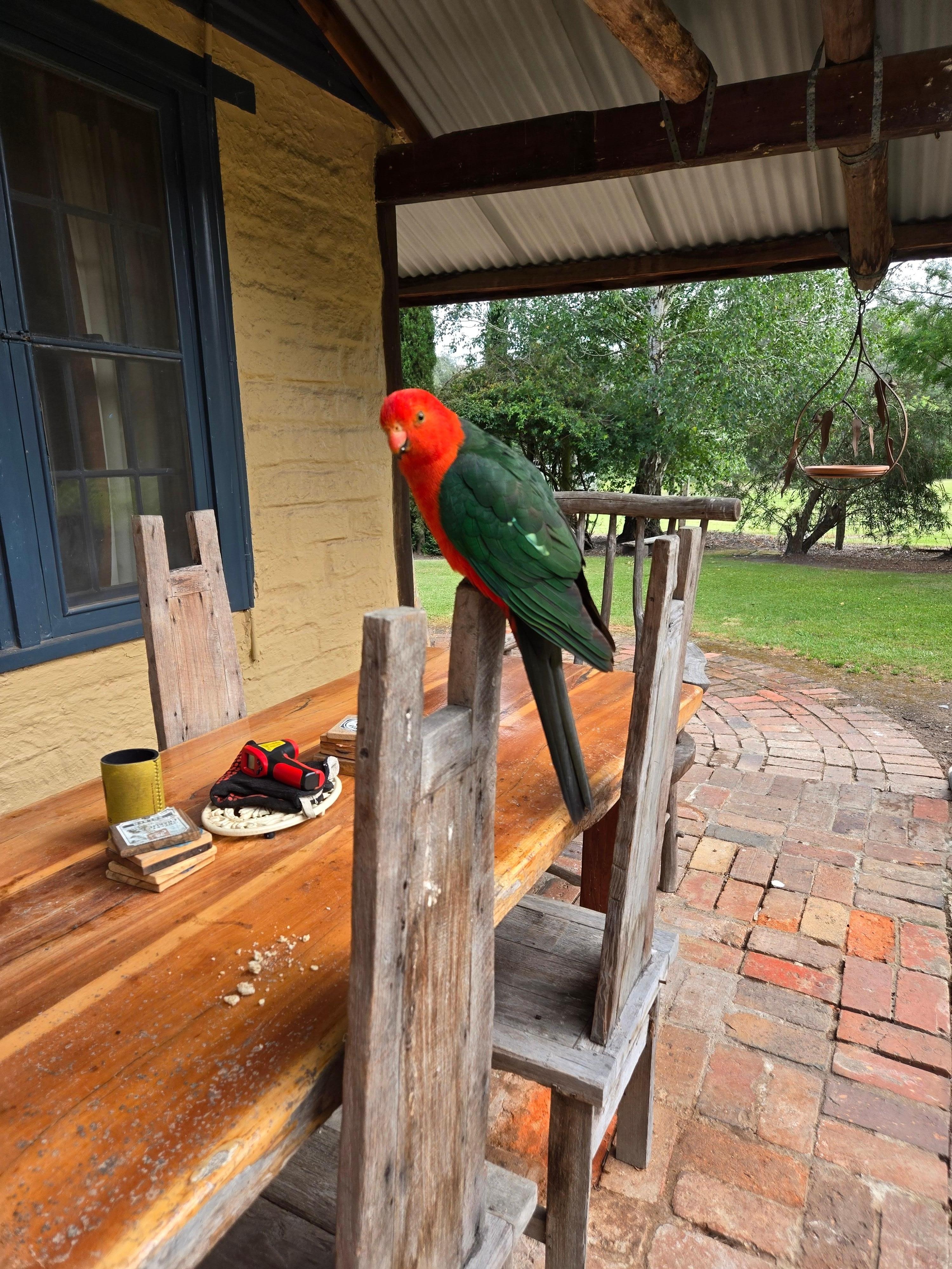 A regular visitor to us. Also saw roos, fairy wrens, an echidna and the chooks
