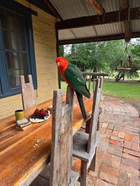 A regular visitor to us. Also saw roos, fairy wrens, an echidna and the chooks