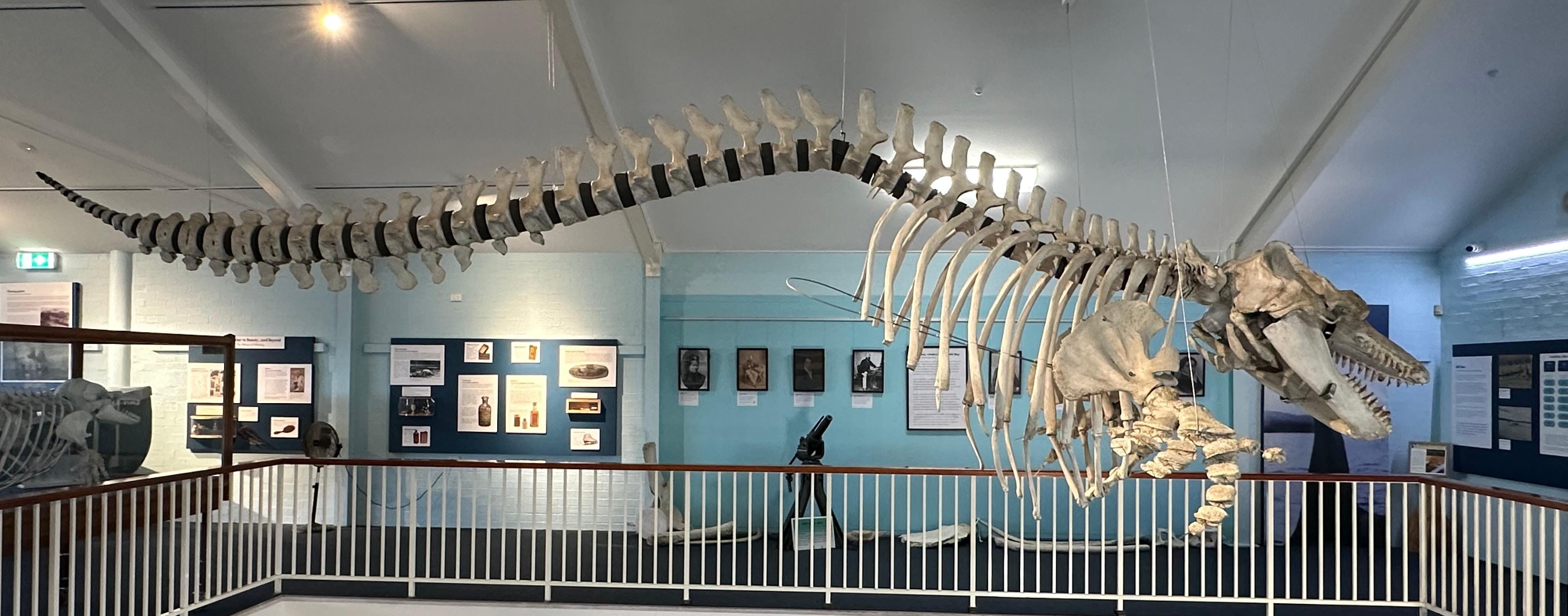 Old Tom in the Killer Whale Museum next door 