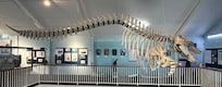 Old Tom in the Killer Whale Museum next door