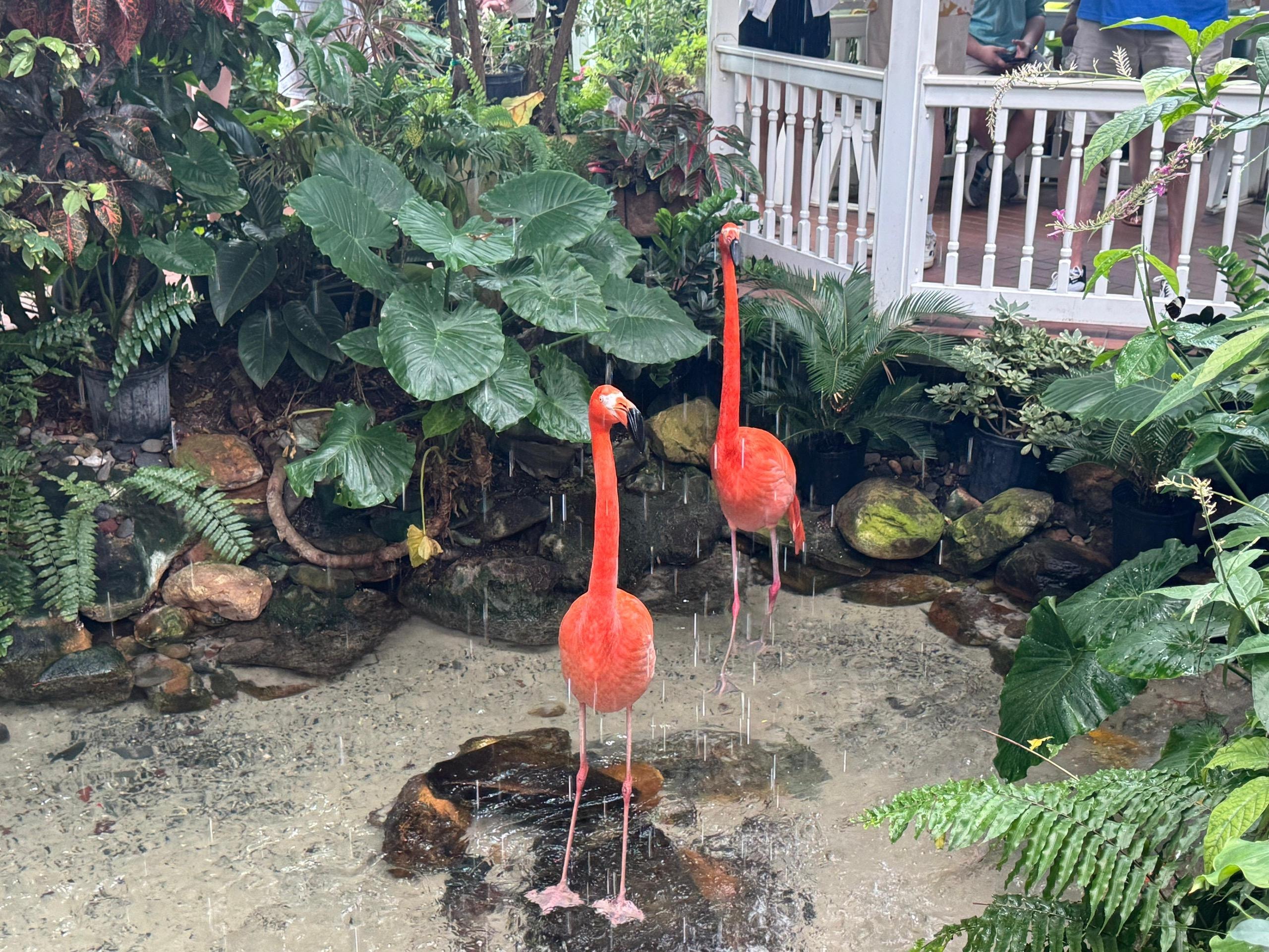 Flamingos at the Butterfly House