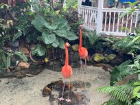 Flamingos at the Butterfly House