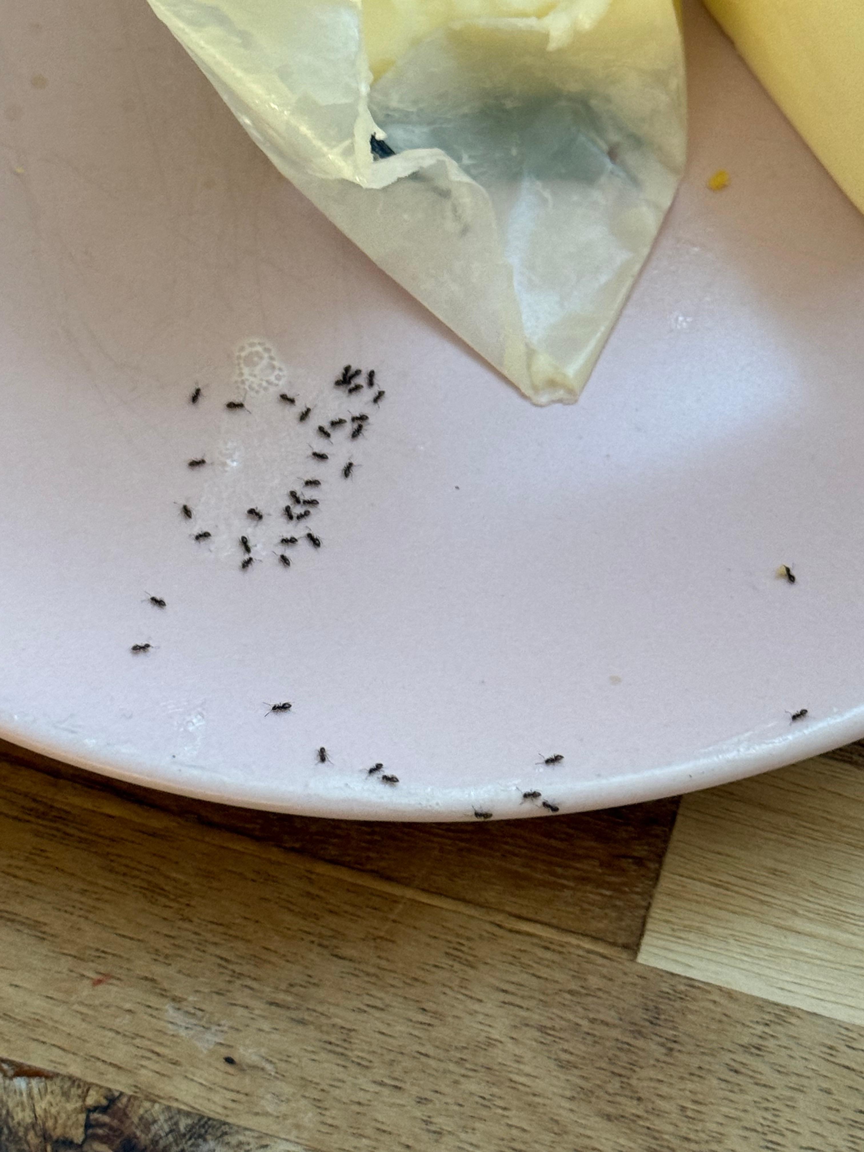 Ants got into our butter