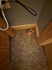 Visibly mouse trap in 1 bedroom