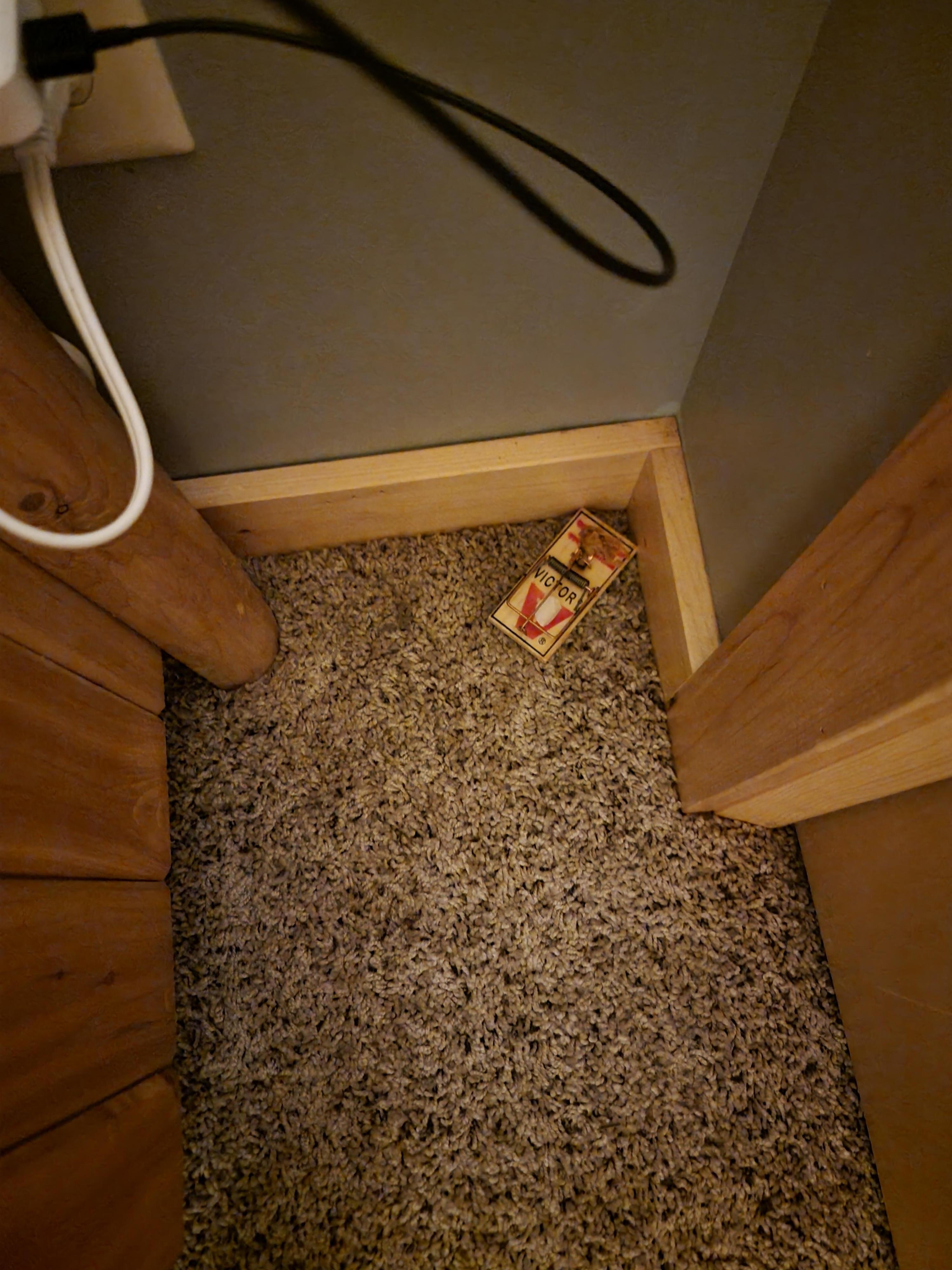 Visibly mouse trap in 1 bedroom