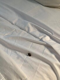 Stink bug in bed