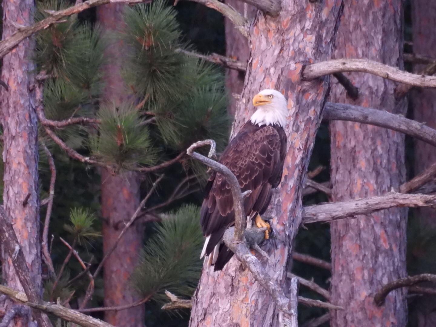 We saw several bald eagles