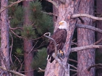 We saw several bald eagles