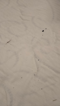 Dirt in the bed