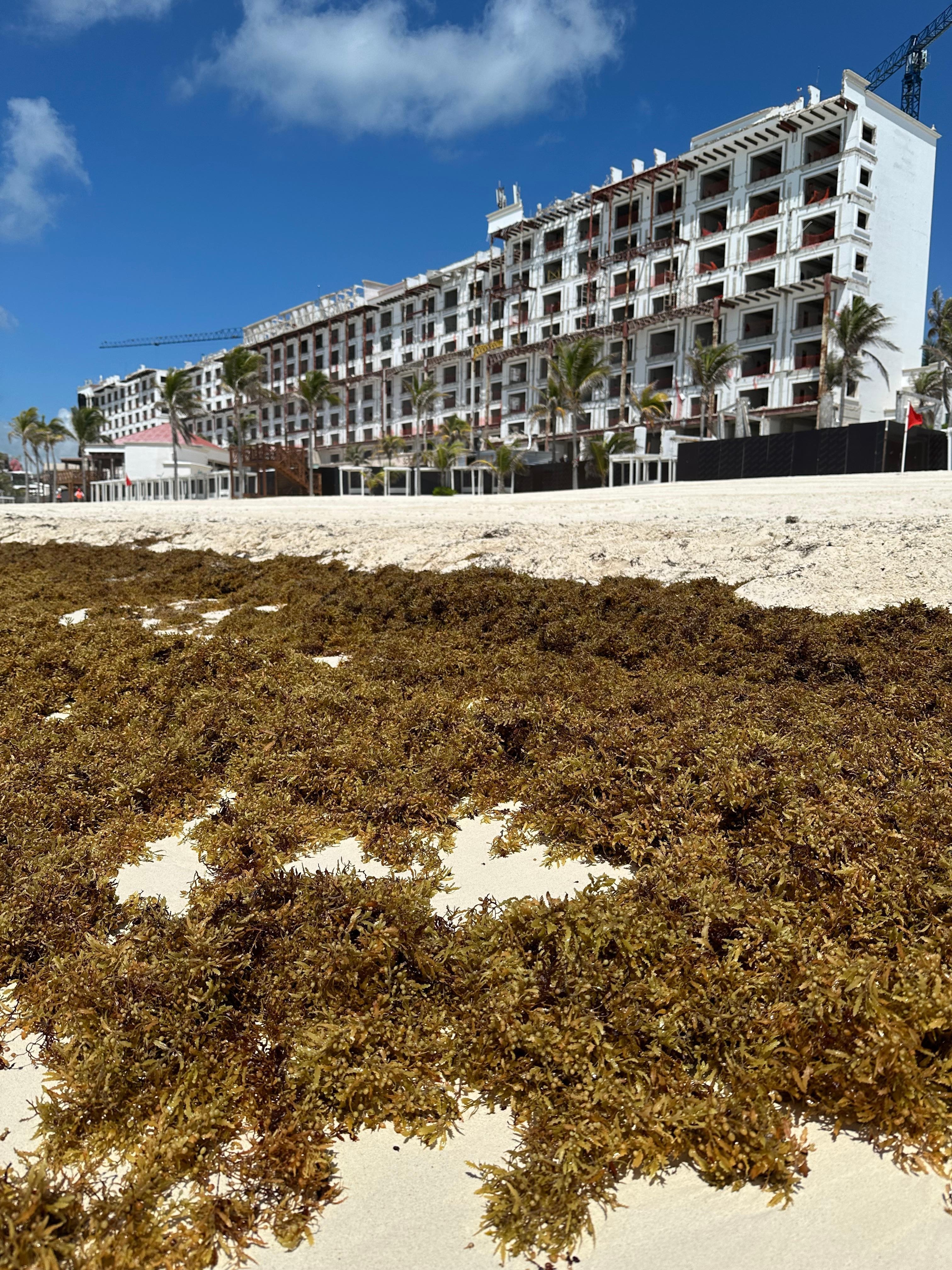 Sargassum