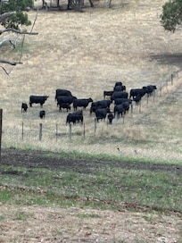 Cows :)