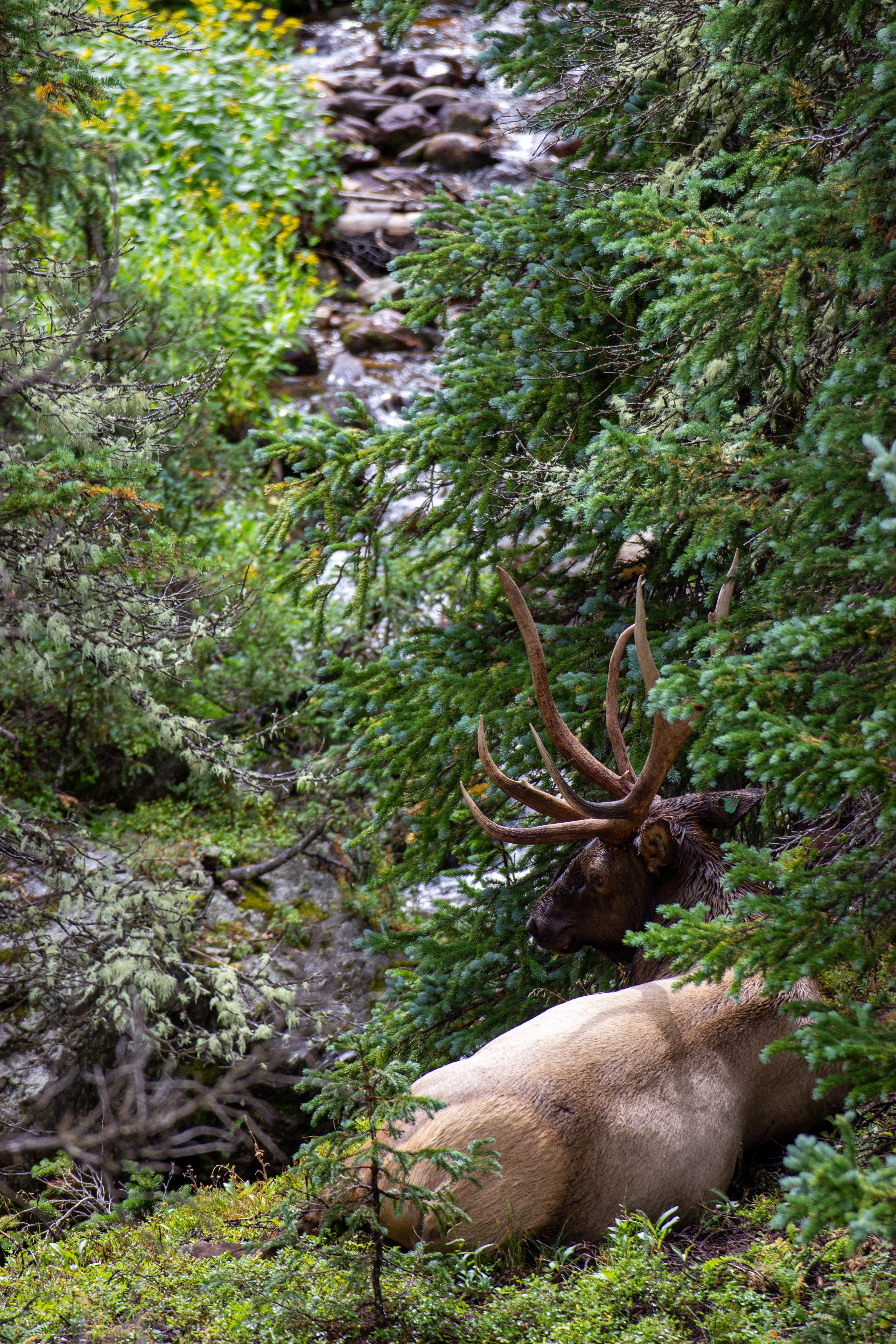 Bull Elk overlooking a cascading stream, Old Fall River Road RMNP