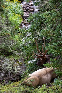 Bull Elk overlooking a cascading stream, Old Fall River Road RMNP