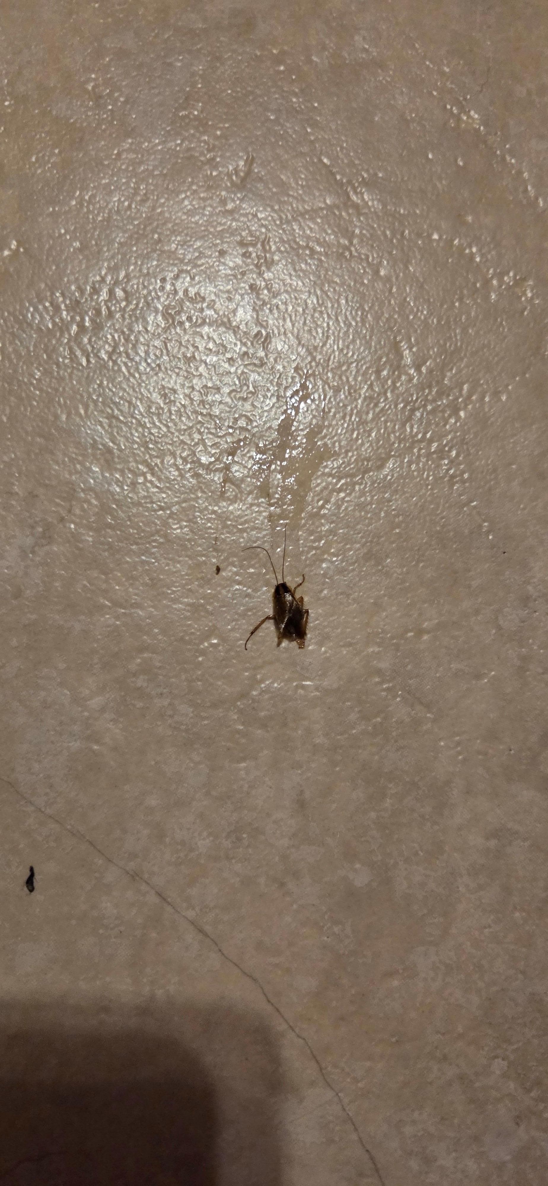 Dead roach I stepped on