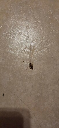 Dead roach I stepped on