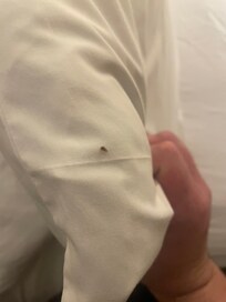 Bed bug on the pillow