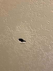 Hole in wall
