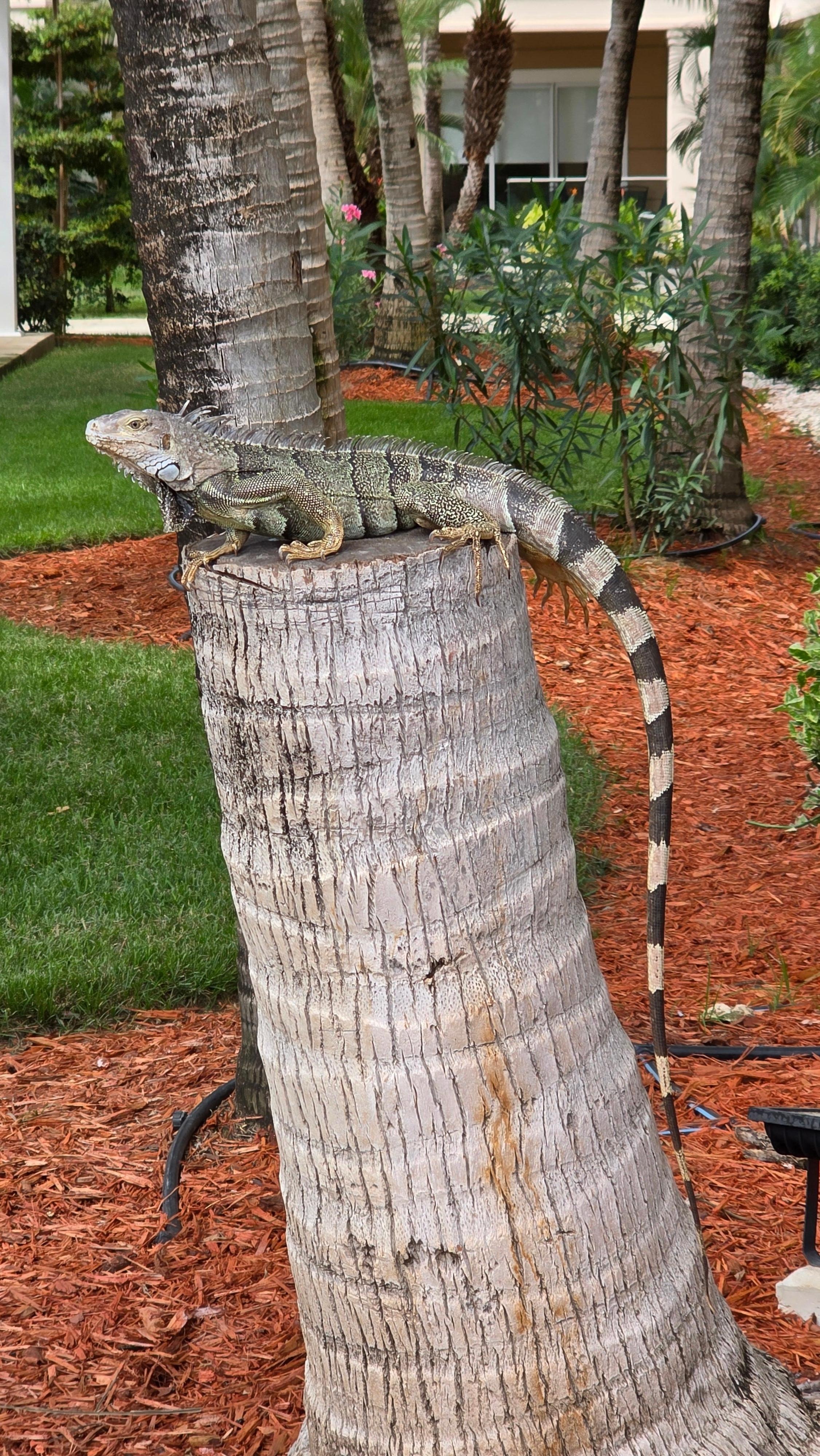 Resident iguana