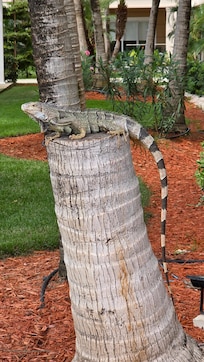 Resident iguana