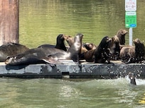 Although noisy the seals on the river was an unexpected surprise.