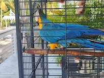 Macaw in a cage at the entrance to the reception