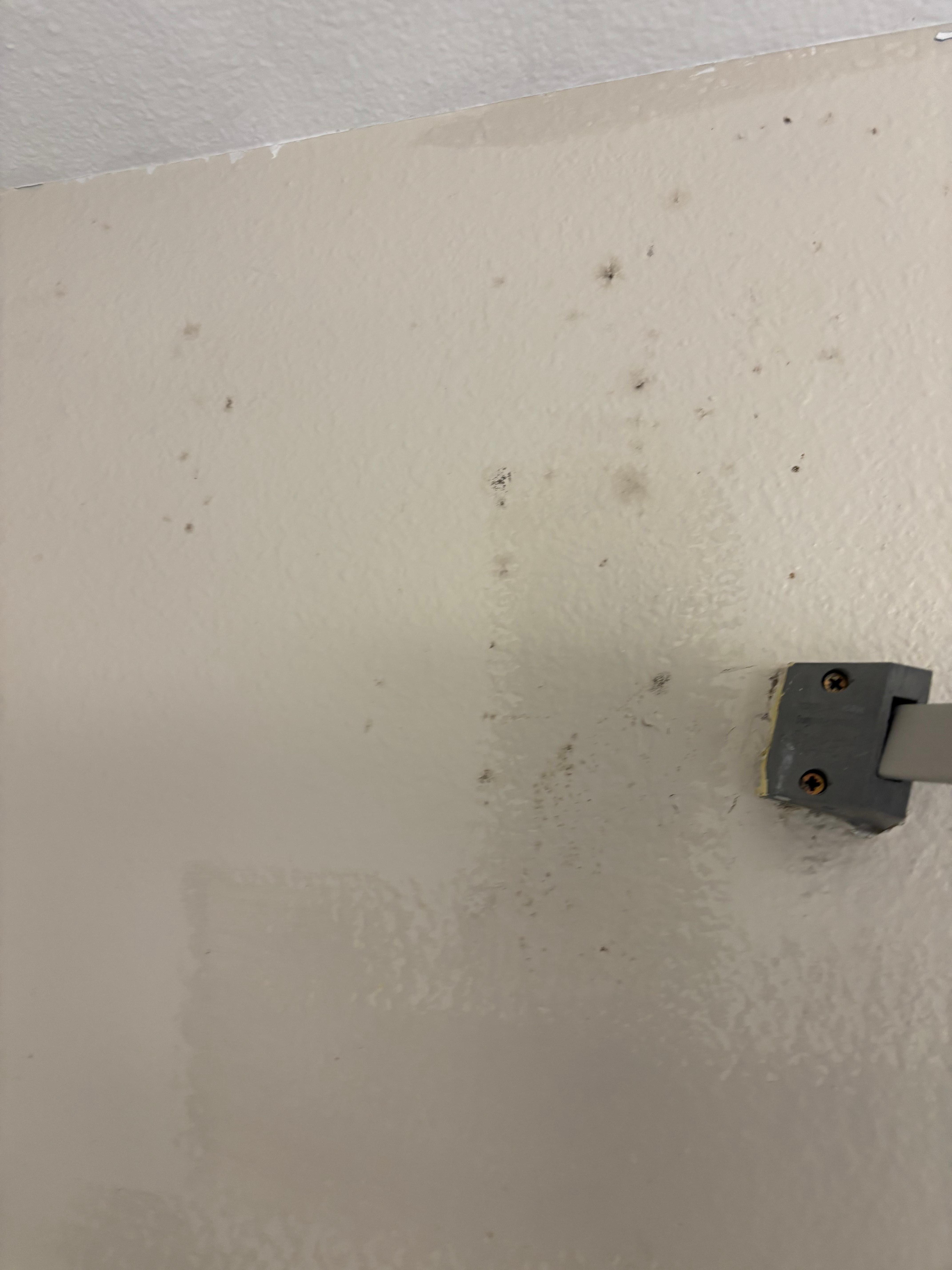 Mold on wall in shower. 
