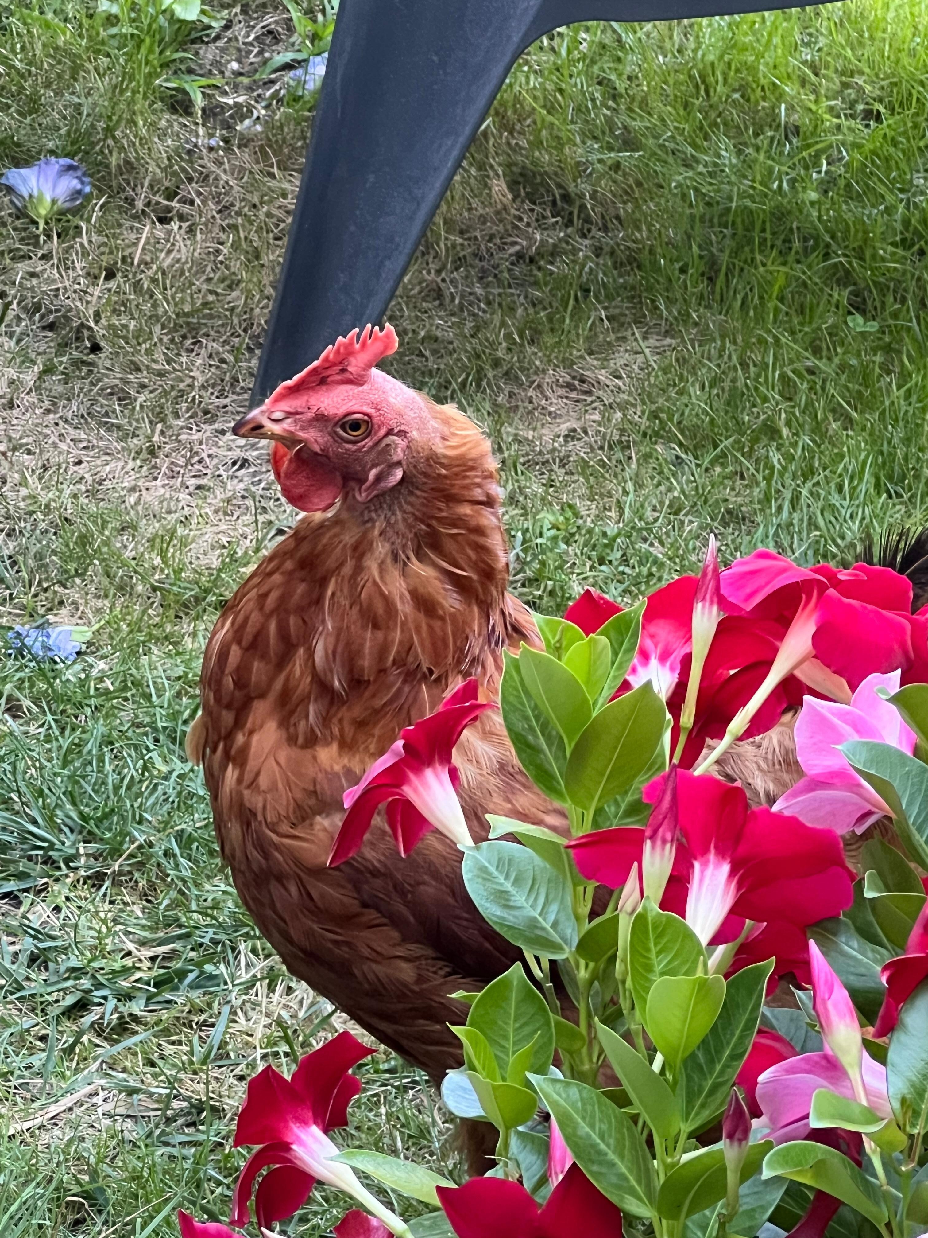 Noisette, loopt in de tuin rond en komt ‘s ochtends je even gezelschap houden 😀🥰