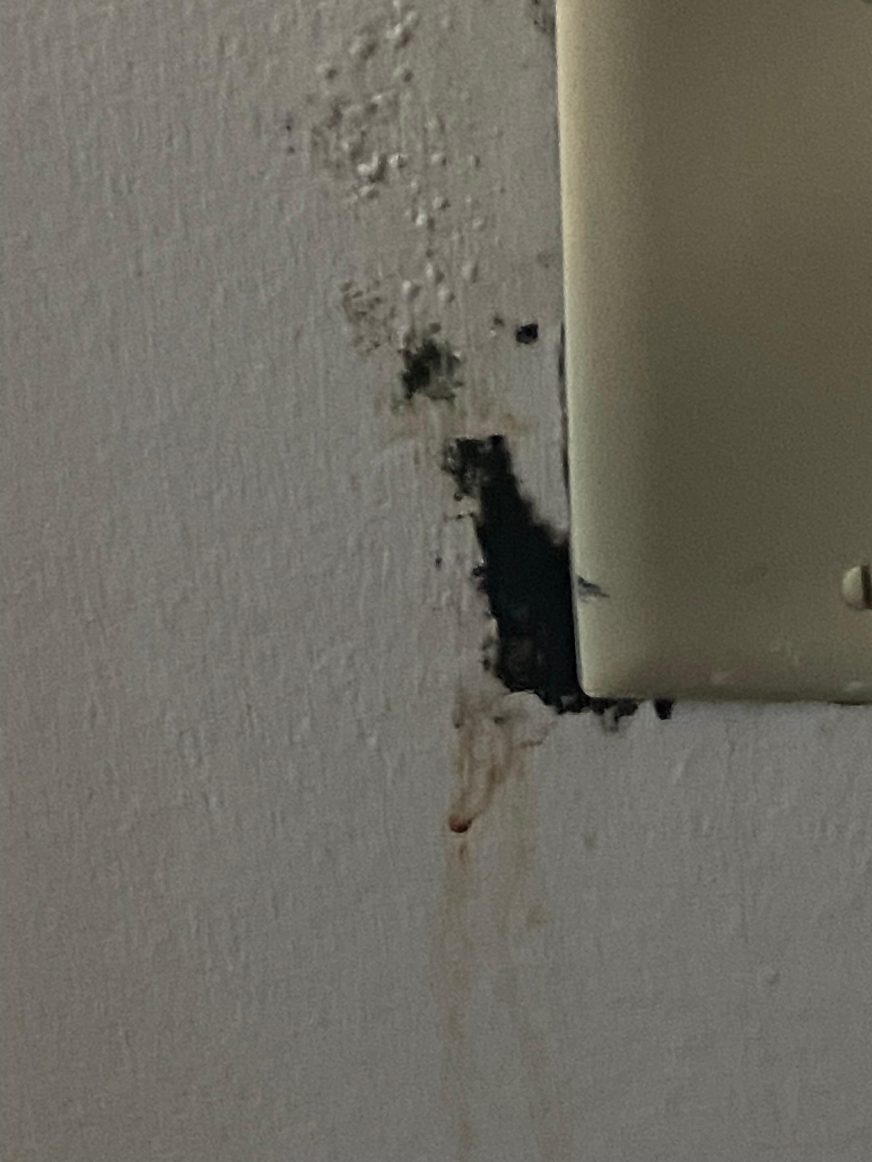 Honestly no clue what this was on the outlet