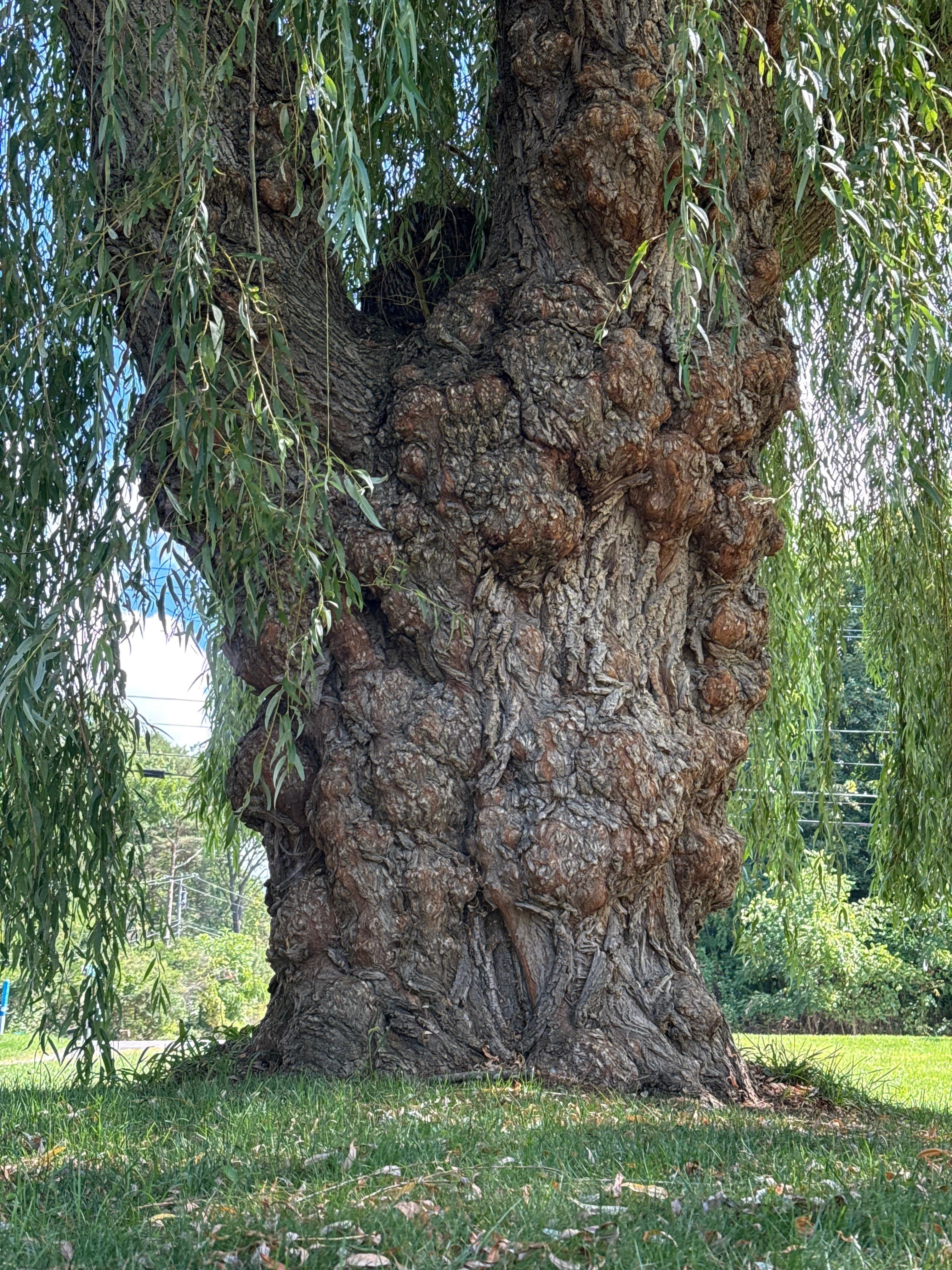 The Grand Willow Tree!