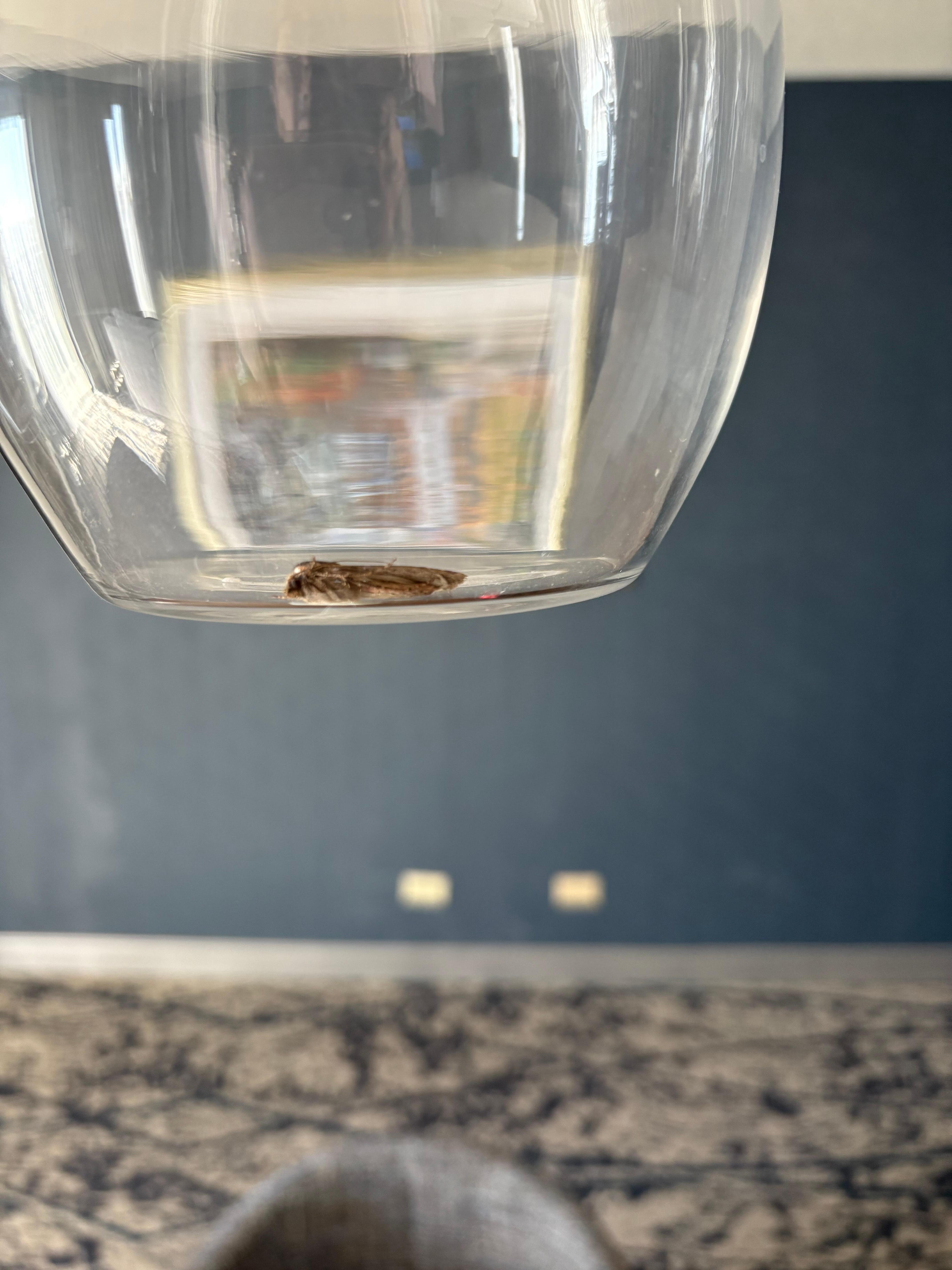 Bugs in light fixture