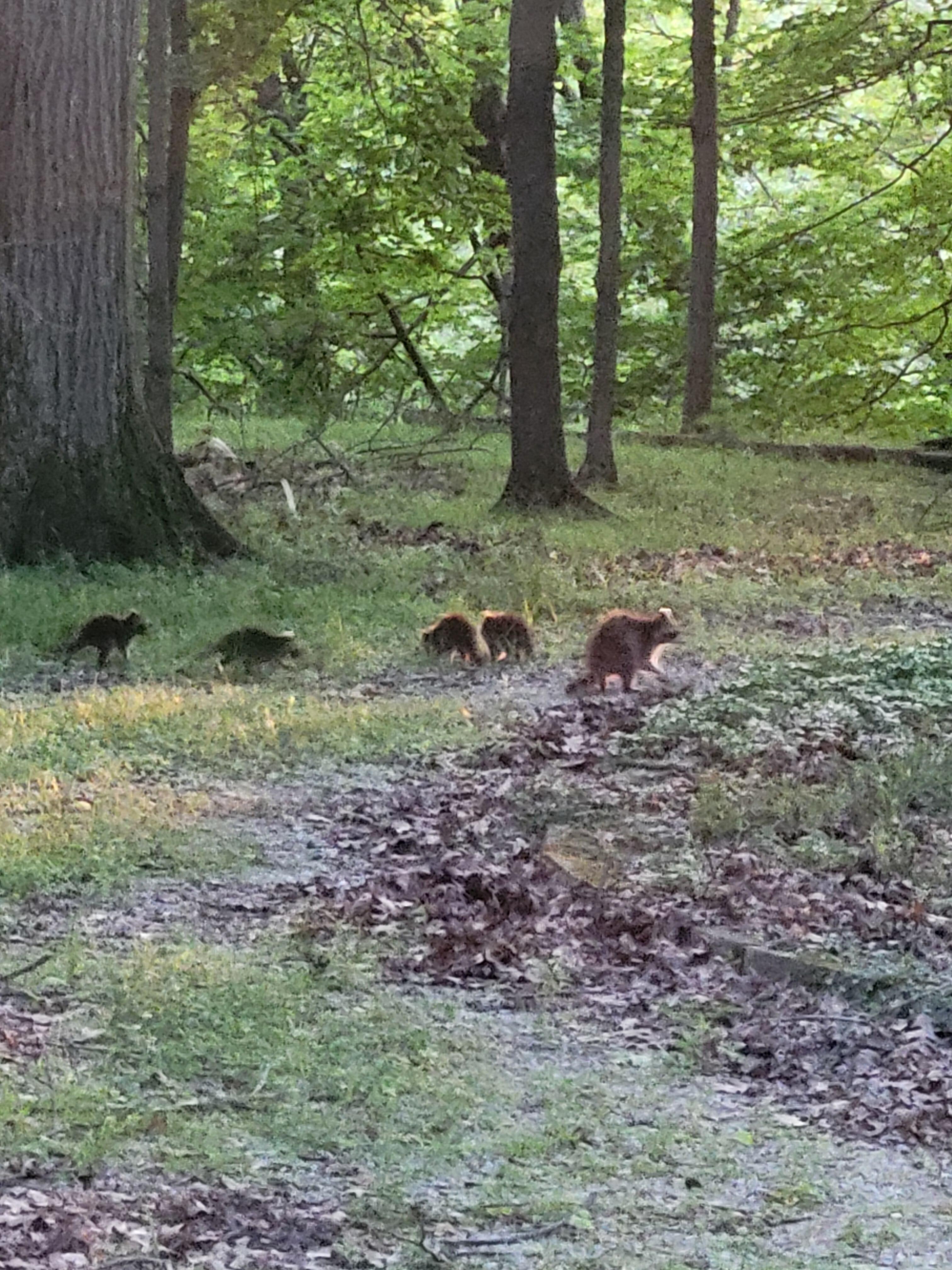 Momma Raccoon
