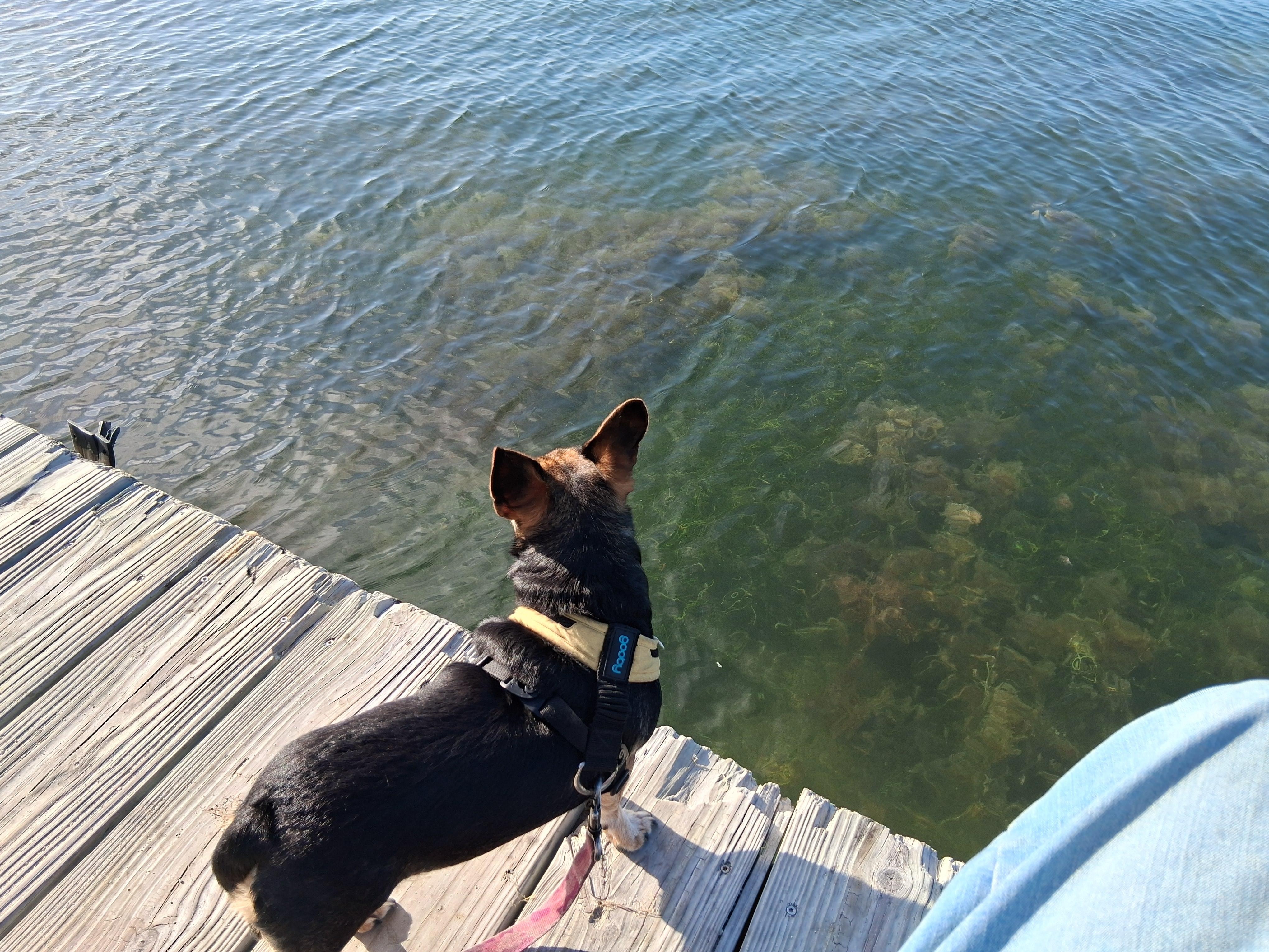 Lucy enjoying a walk on the Dock